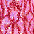 Pink Multi