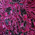 Black Fushia