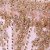 Pink/Gold