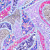 Lilac/Multi