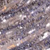 Champagne Periwinkle
