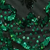 Hunter Emerald