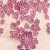 Ivory Lilac