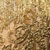 Gold/Gold