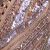 Nude/Rose Gold