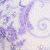 White/Lilac