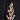 Black/Rose Gold