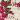 Ivory/Fuchsia Print