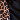 Leopard/Black