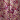 Fuchsia-Multi