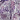 Purple-Multi