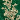 Emerald/Gold
