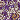 Purple/Gold