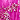 Magenta/Gold