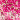 Ivory/Fuchsia Print