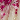 Cherry Blossom