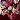 Burgundy Multi