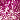 Fuchsia/Pink