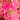 Fuschia/Gold